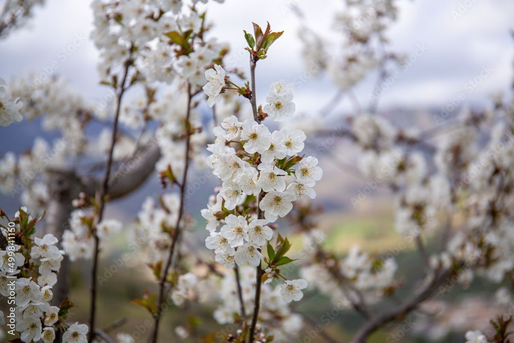 Close up shot of a cherry blossom branch in spring. White cherry blossoms