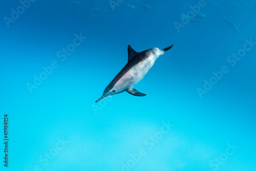 Grey dolphin in the blue of deep sea © Margarita Hranovska