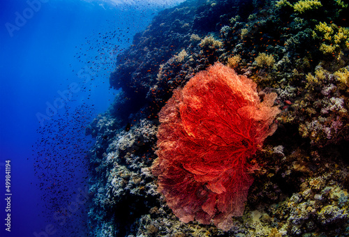 Big red coral bush pin the reef landscape in Egypt photo