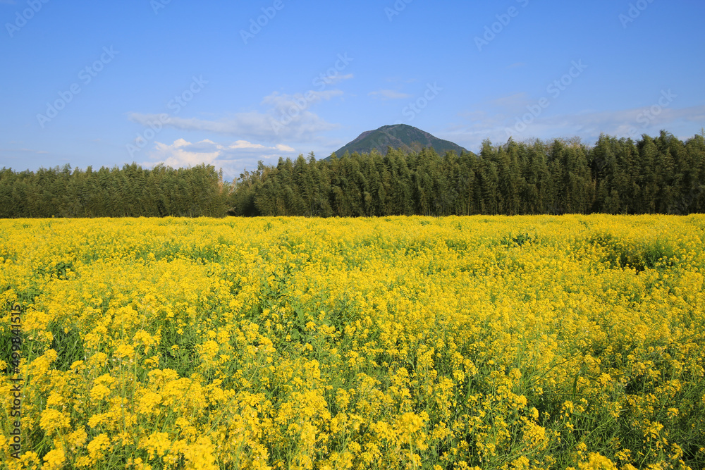 愛媛県大洲市　五郎の菜の花畑