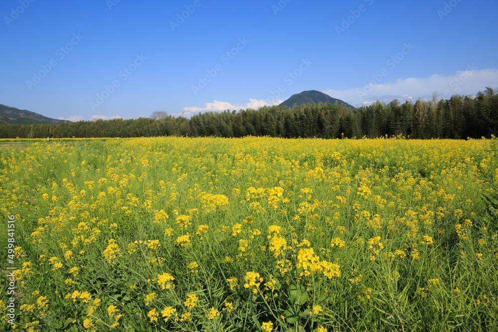 愛媛県大洲市　五郎の菜の花畑