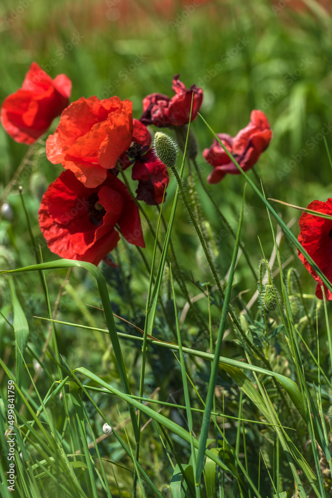 red poppies among the green grass in the summer red poppies among the green grass in the summer