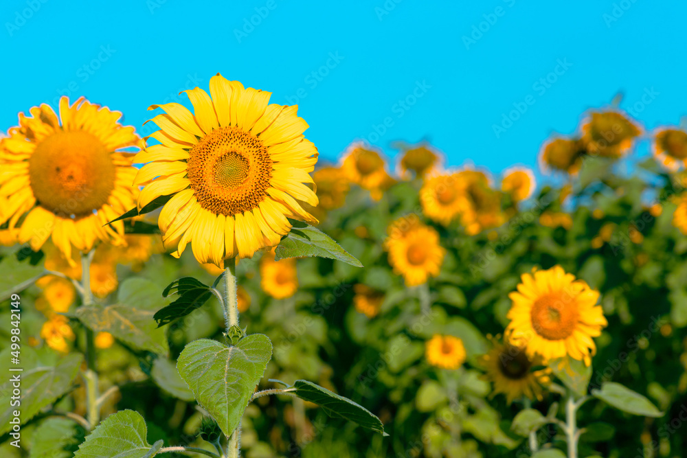 Obraz premium Beautiful sunflower on daytime with natural.