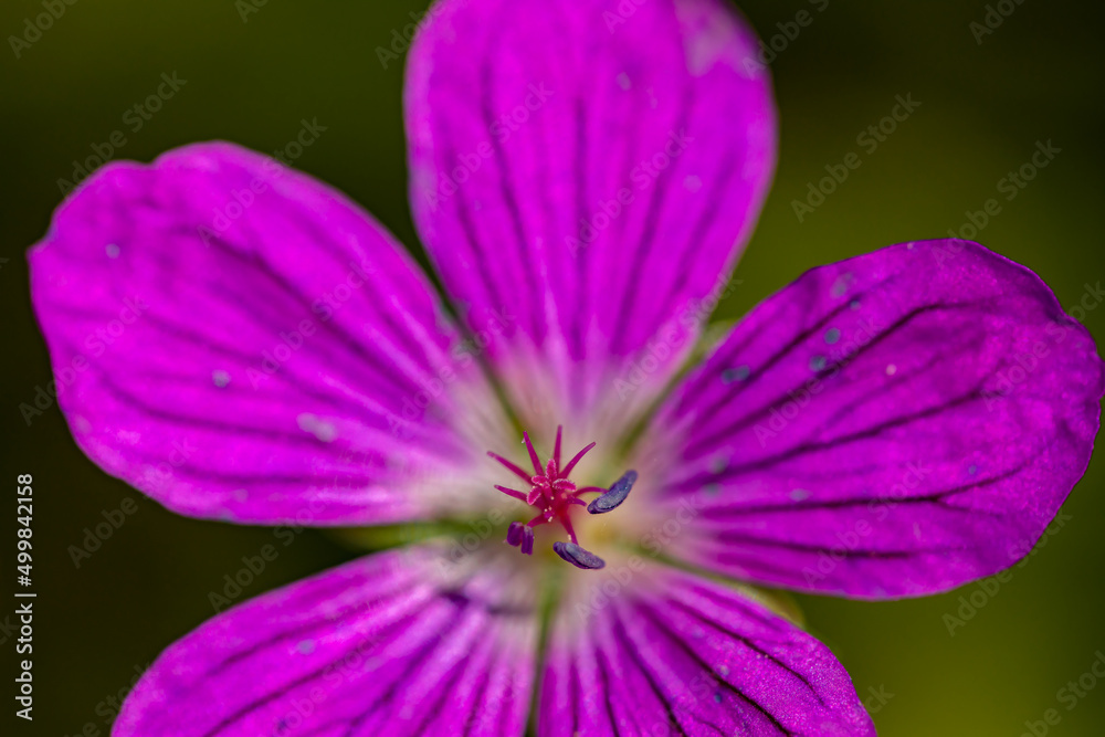Geranium palustre flower in meadow, close up Geranium palustre flower in meadow, close up