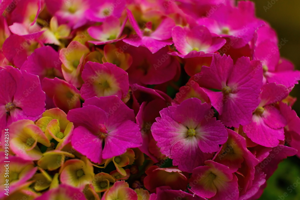 Closeup of a beautiful pink hydrangea in a rainy day.  Flower in bloom in June.