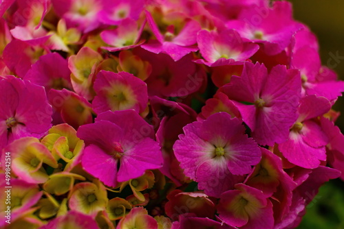 Closeup of a beautiful pink hydrangea in a rainy day.  Flower in bloom in June.