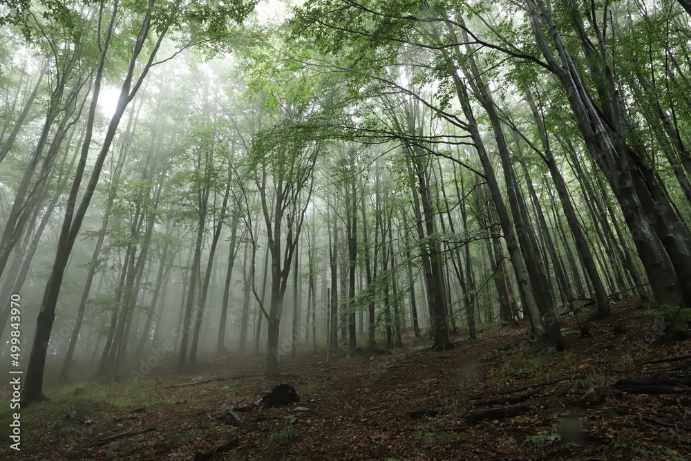 Fototapeta premium misty morning in the forest