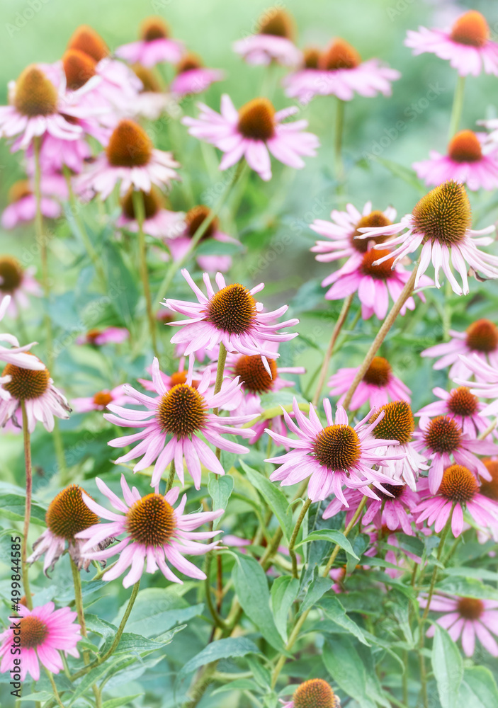 Fototapeta premium Nature background with spring flowers. Selective and soft focus. 