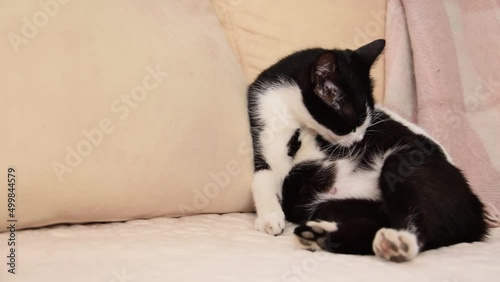 Pregnant cat lying on the sofa cleaning her fur
 photo