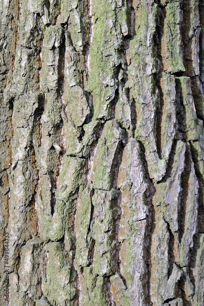 THE TEXTURE OF THE TREE BARK . OAK BARK THE TEXTURE OF THE TREE BARK . OAK BARK