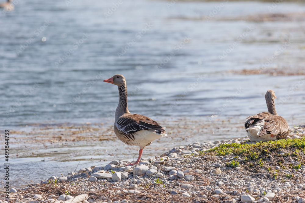 A greylag goose stands on one leg on the gravel shore of a lake A greylag goose stands on one leg on the gravel shore of a lake
