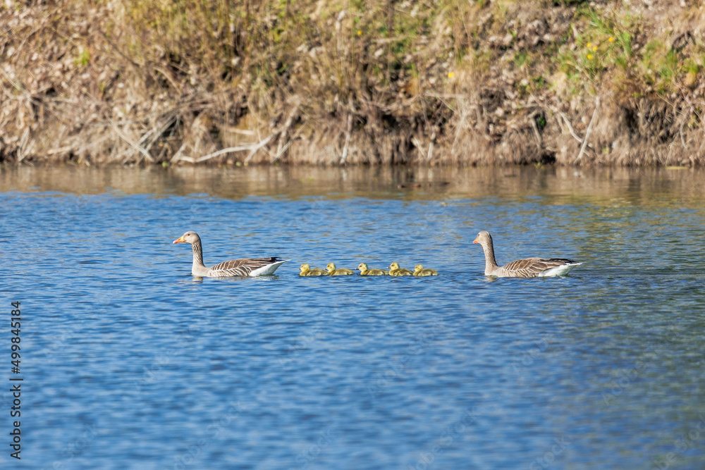 A greylag goose family with two parents and five chicks swims one after the other to the left