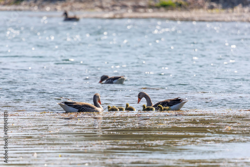 A greylag goose family with two parents and five chicks swims at the water