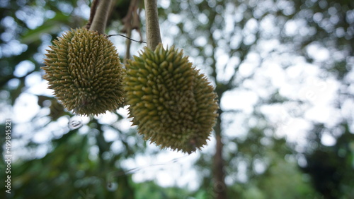 Young Durian Fruit, Thailand