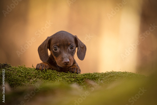The miniature dachshund puppy in the forest photo