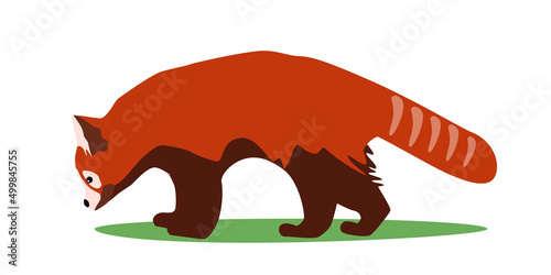 Red panda rare animal side view, bear cat stay and sniff vector illustration