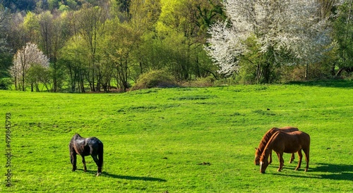horses in the meadow © Michael Knöbl