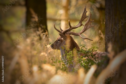 Dammhirsch im dichten Wald photo