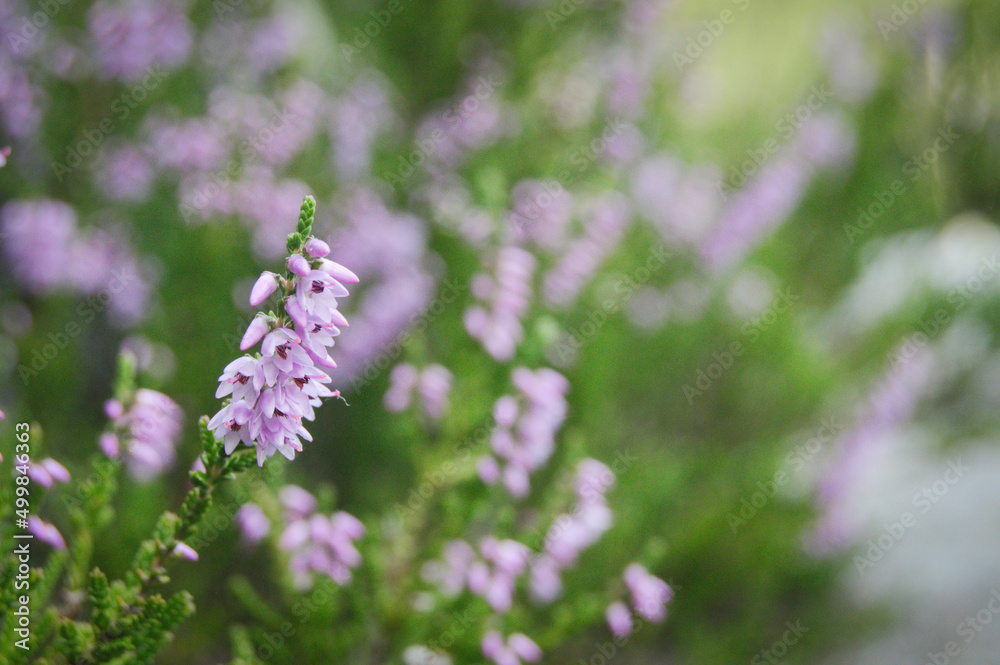 Obraz premium Rosa Lavendel ähnliche Blume