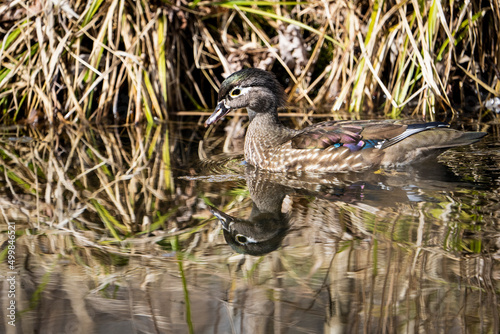 Female Wood Duck resting on a pond