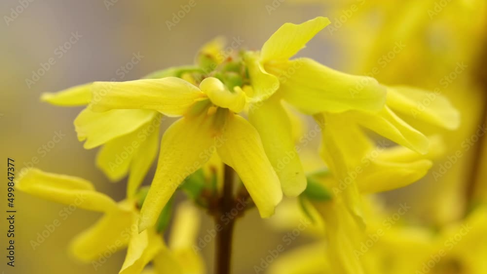 Blossoming Forsythia with breeze in Spring days. Soft wind on golden trumpet flowers. Rich harvest of blooming yellow rapeseed
Blossoming Forsythia with breeze in Spring days. Soft wind on golden trumpet flowers. Rich harvest of blooming yellow rapeseed