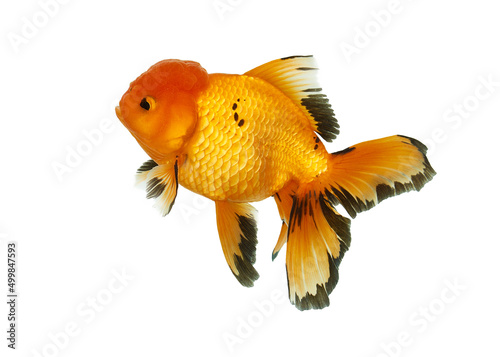 Goldfish Oranda three color