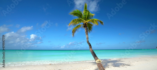 Fototapeta Naklejka Na Ścianę i Meble -  tree on the beach, coconut palm