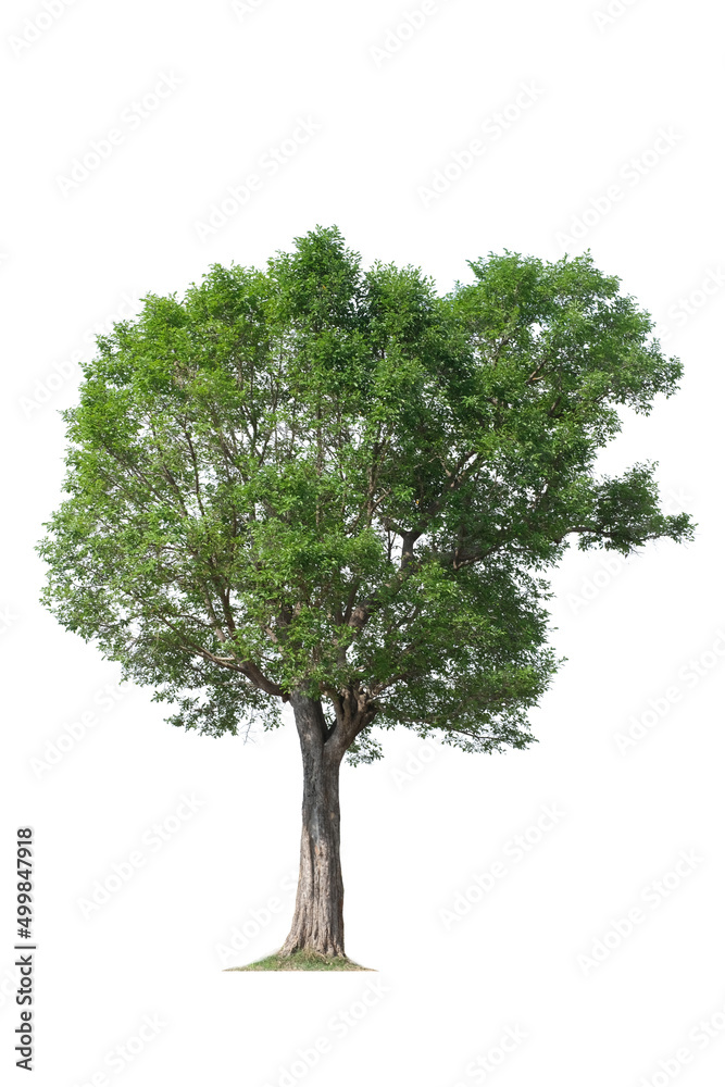Obraz premium tropical green tree side view isolated on white background for landscape and architecture drawing, elements for environment and garden