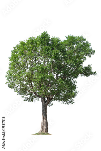 tropical green tree side view isolated on white background for landscape and architecture drawing  elements for environment and garden