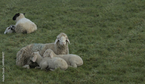 The sheep in the pasture in the morning