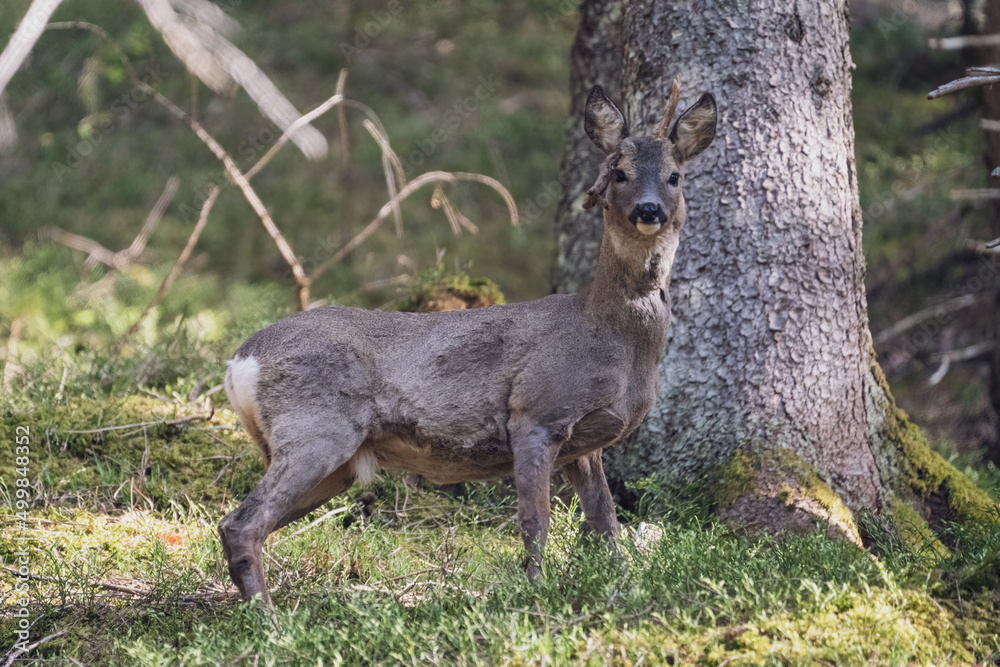 a roebuck with abnormal antlers is standing in the forest at a sunny spring day a roebuck with abnormal antlers is standing in the forest at a sunny spring day