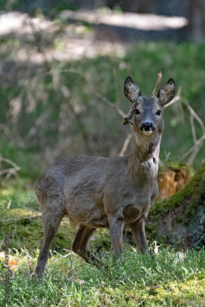 a roebuck with abnormal antlers is standing in the forest at a sunny spring day