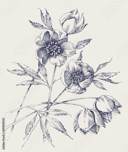 Hellebore flowers hand drawing. White Helleborus, Christmas rose or Lenten rose spring bloom