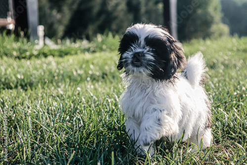 black and white puppy in the grass