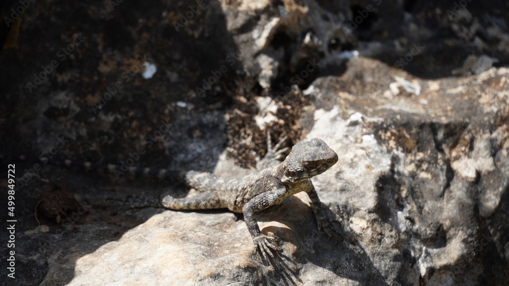 Stellagama on the rocks in Israel close-up. The brightly lit by the sun lizard on stones Stellagama on the rocks in Israel close-up. The brightly lit by the sun lizard on stones