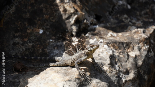 Stellagama on the rocks in Israel close-up. The brightly lit by the sun lizard on stones