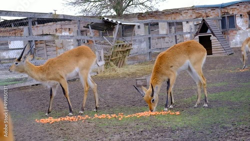 
Adult male and female springbok (Antidorcas) in the ecopark. Antelope on the territory of the recreational center in the zoo.
Antelope feeding in the aviary.
Restoration of wild animals by volunteers photo