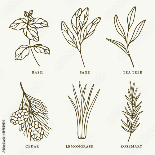 Set of hand drawn essential oil plants