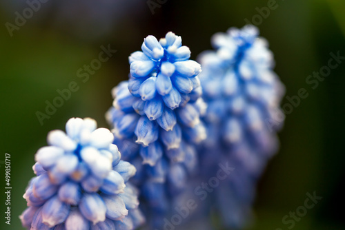 Fototapeta Flower