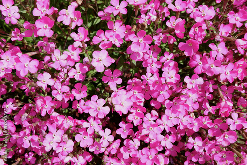 Vivid pink flowers of viscaria occulata plant also known as rose of heaven in the internal yard outside. For backgrounds and backdrops