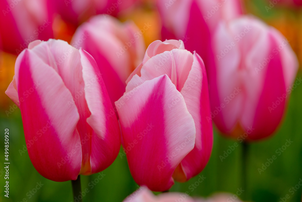 Naklejka premium spring tulips