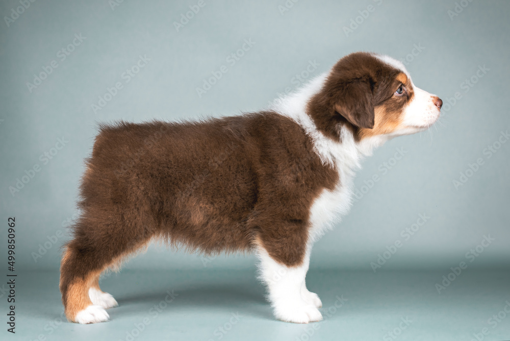 Studio photo of red tricolor puppy of australian shepherd dog standing in breed show stack on grey background