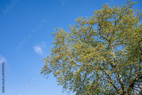 tree in the sky in france