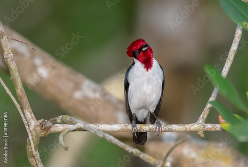 Masked Cardinal  Paroaria gularis nigrogenis  Small bird with beautiful shiny red head and a red eye perched in a mangrove forest in Trinidad and Tobago. Red  white and black colors.