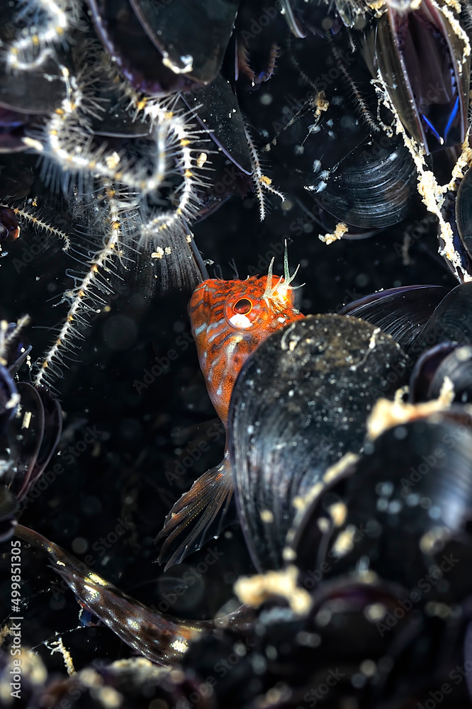 A picture of a goby A picture of a goby