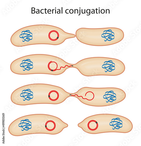 Fotografija Schematic illustration of bacterial conjugation
