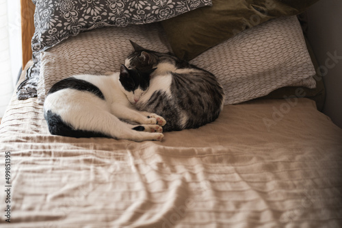 Two domestic cats sleeping together on bed