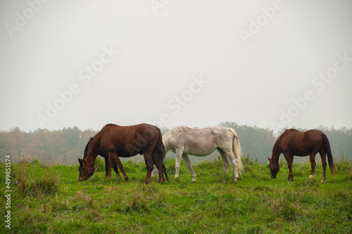 Horses grazing on field