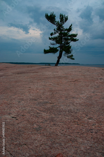 Famous Tree at Killbear Provincial Park Ontario photo