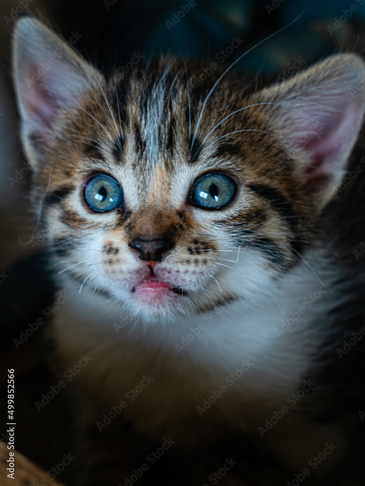 Gatita 3 Gatita 3